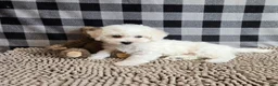 Bichon Frise dogs for sale: Libby - Ad 8