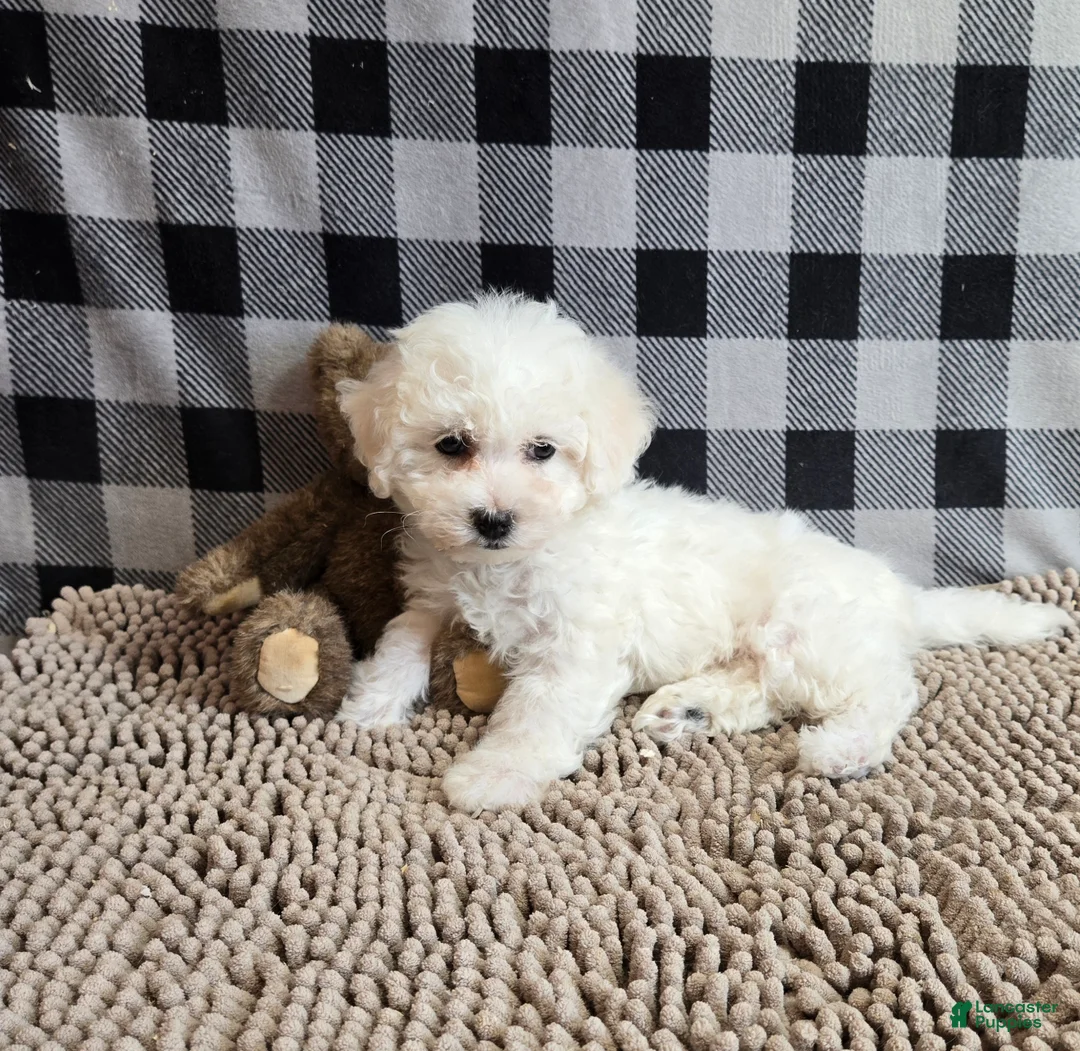 Bichon Frise dogs for sale: Libby - Ad 8