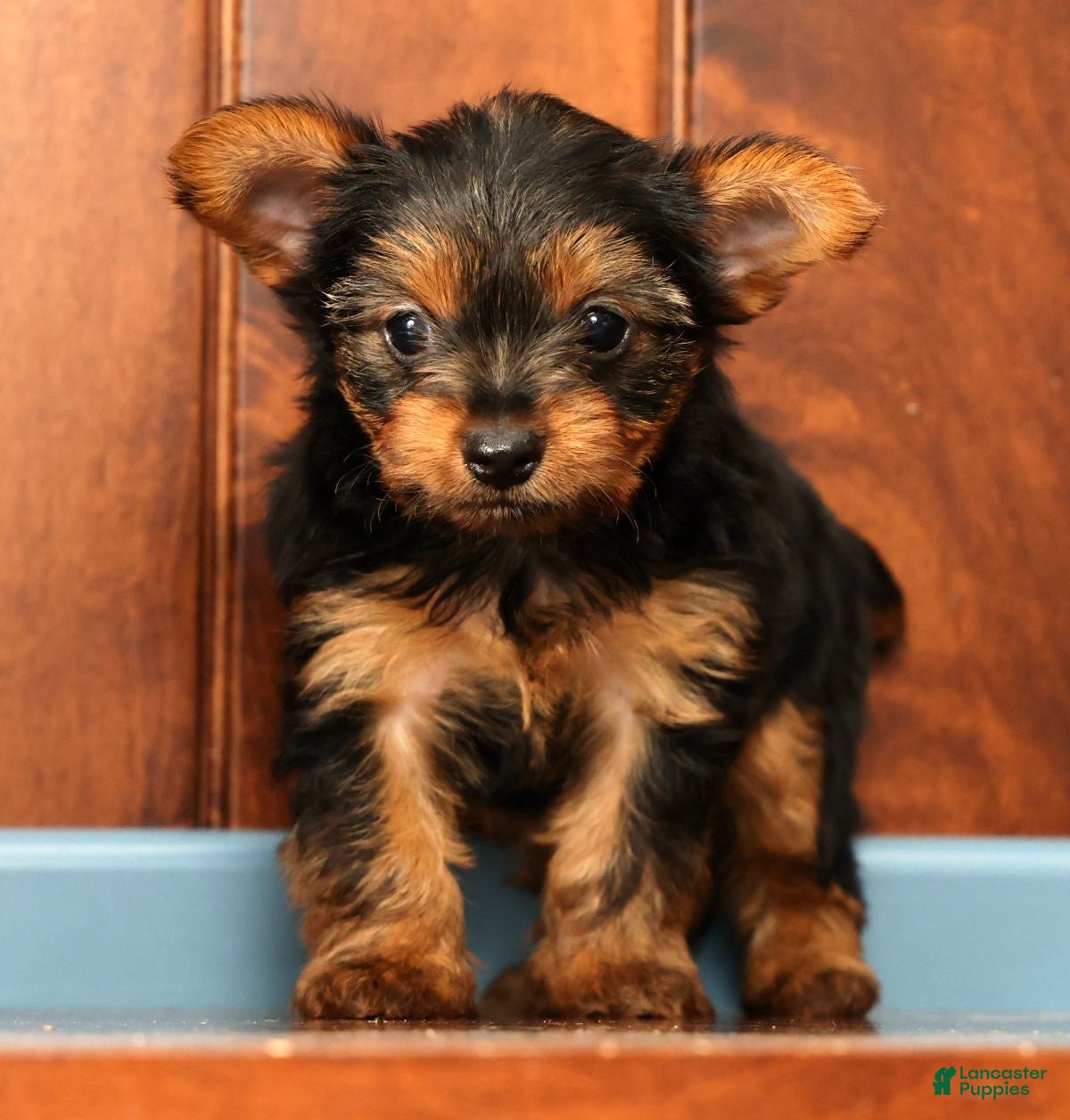 Yorkshire Terrier dogs Talia - Ad 1