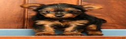 Yorkshire Terrier dogs for sale: Talia - Ad 1