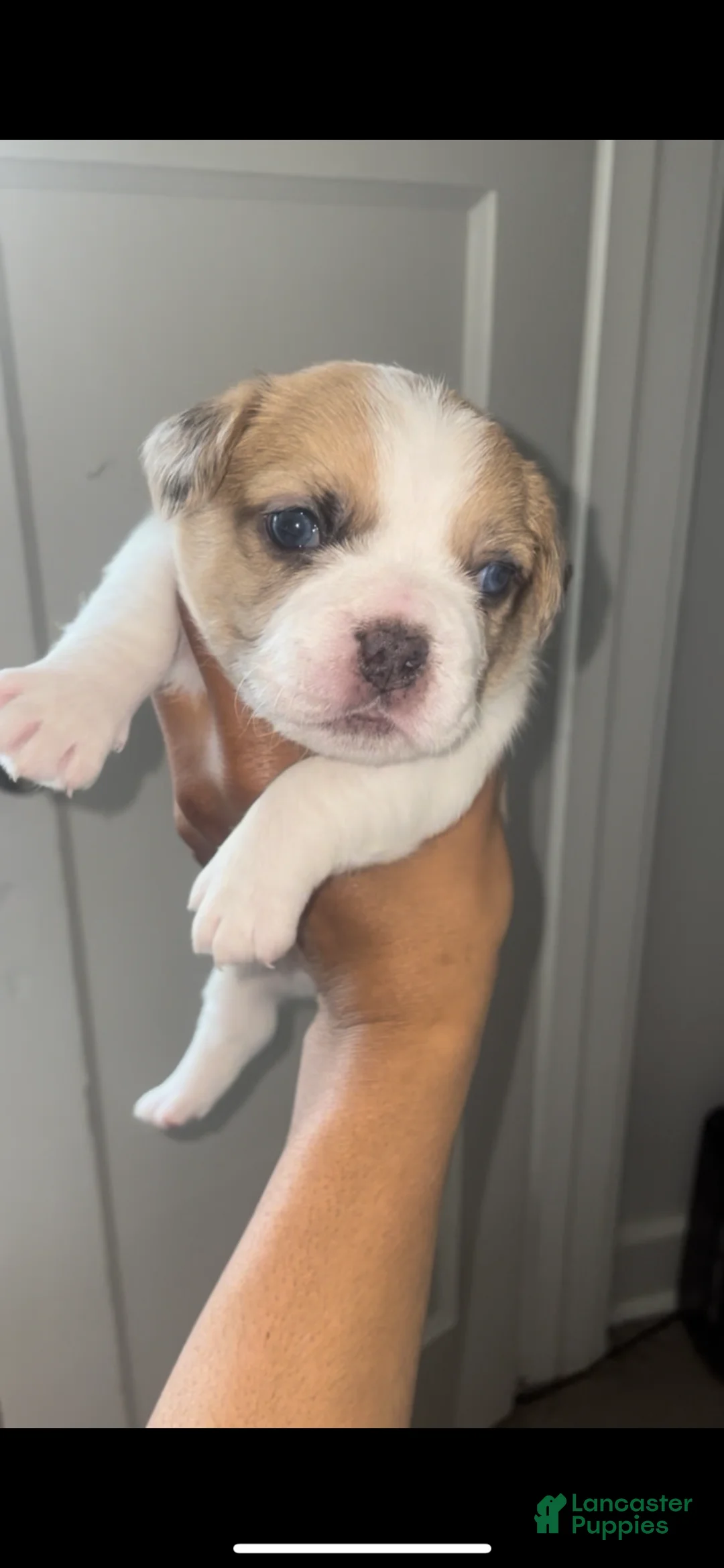 Mixed Breed dogs for sale: Mixed Breed Puppy 2 - Ad 1