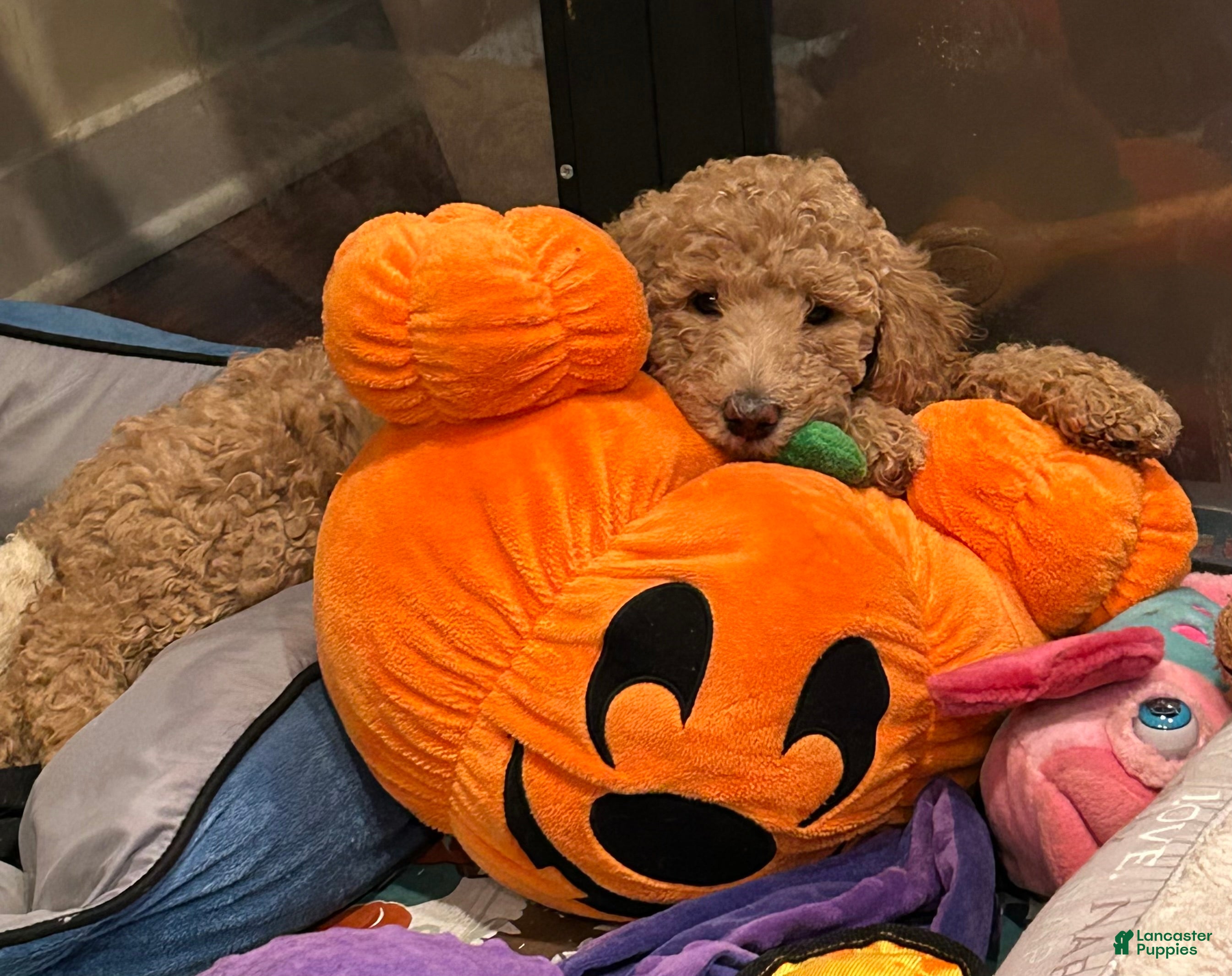 Goldendoodle dogs for sale: Miss Caramel - Ad 12