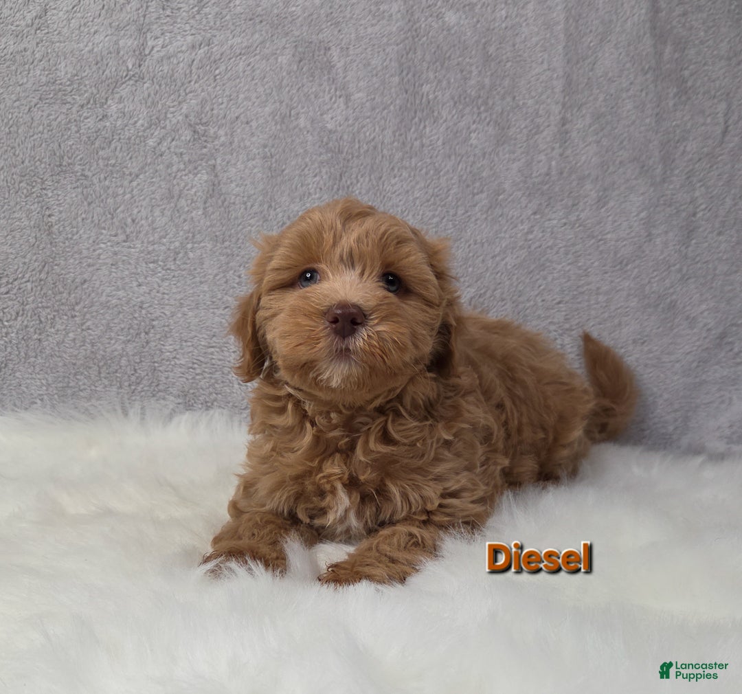Maltipoo dogs for sale: Diesel  - Ad 6