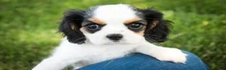 Cavalier King Charles Spaniel dogs for sale: Dottie - Ad 6