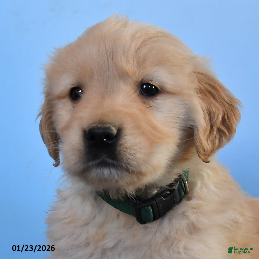 Golden Retriever dogs for sale: Orbit - Ad 2
