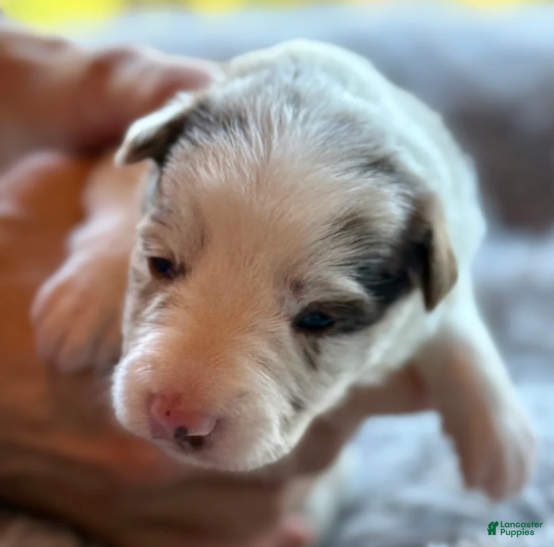 Border Collie dogs for sale: Buttercup - Ad 2