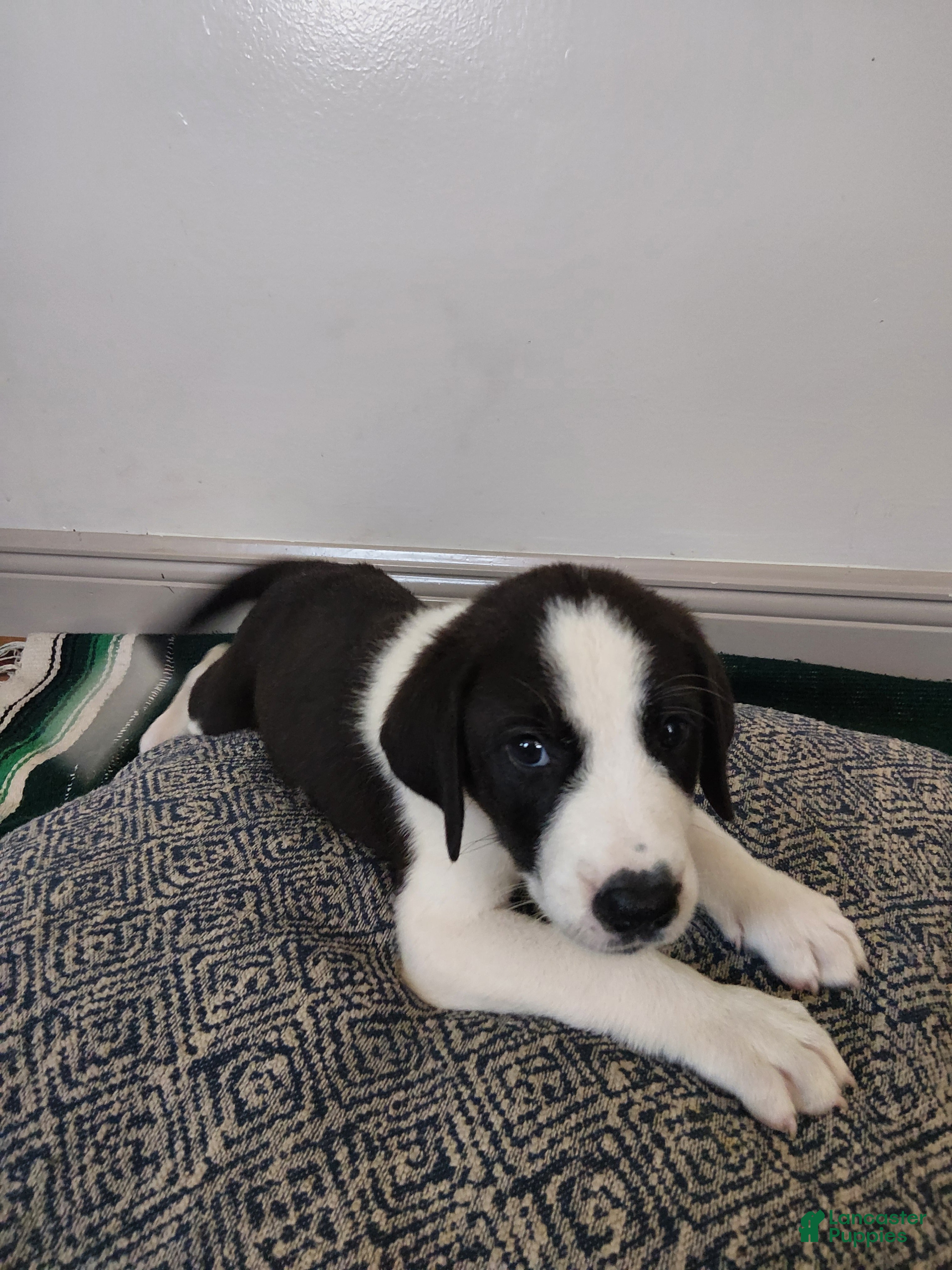 Mixed Breed dogs Athena - Ad 33