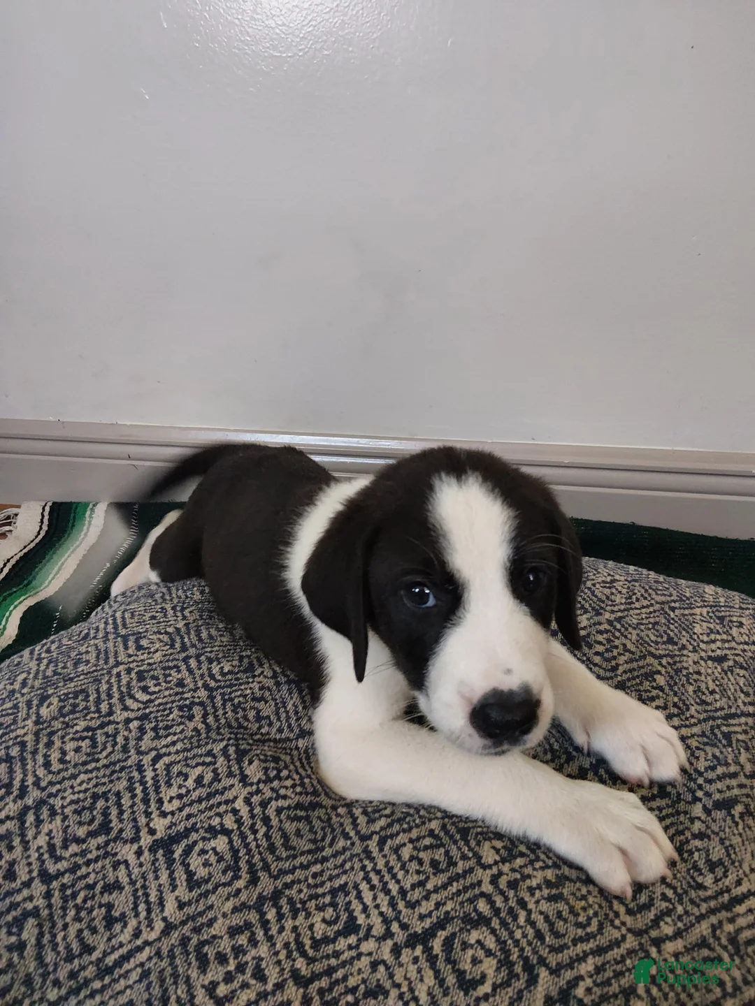 Mixed Breed dogs for sale: Athena - Ad 1