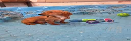 Miniature Dachshund dogs for sale: Boyd - Ad 2