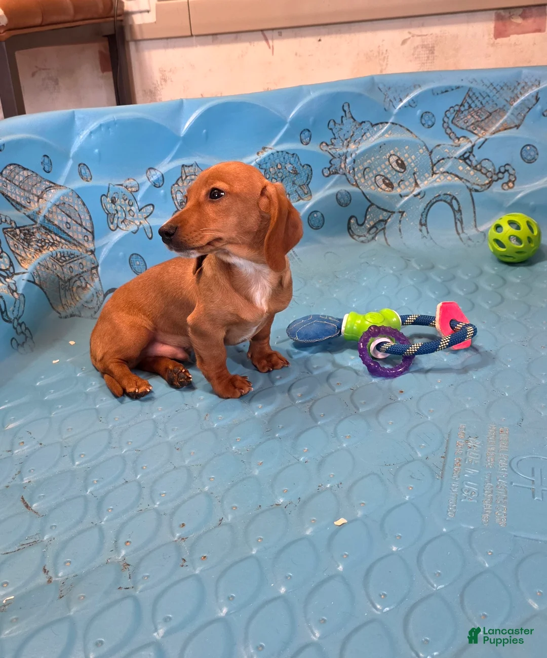 Miniature Dachshund dogs for sale: Boyd - Ad 2