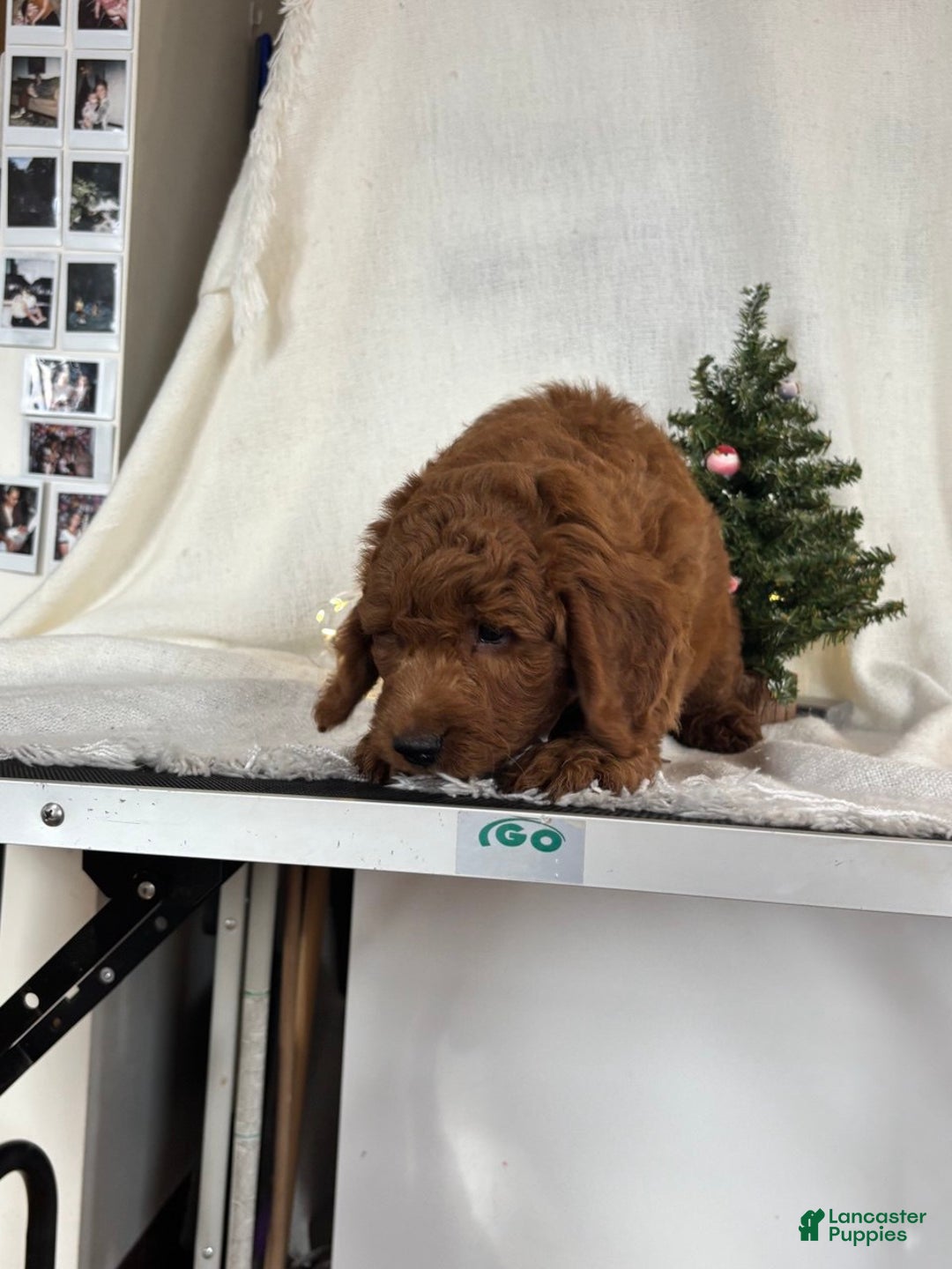 Goldendoodle dogs for sale: Max - Ad 8