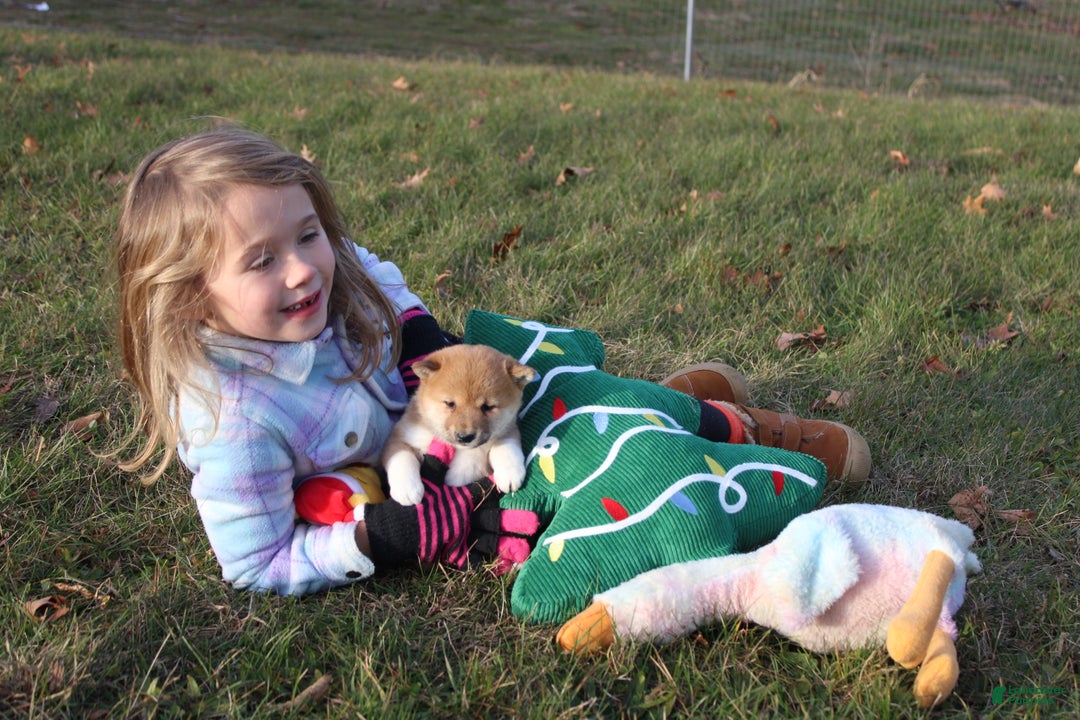 Shiba Inu dogs for sale: Tinsel - Ad 2