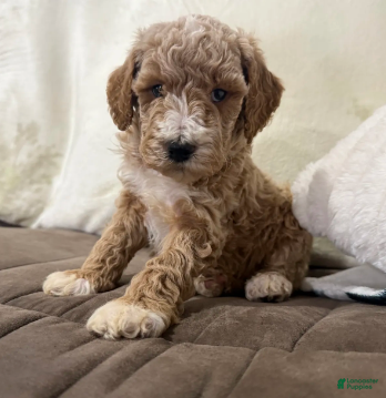 Miniature Poodle dogs Tucker - Ad 41
