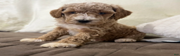 Miniature Poodle dogs for sale: Tucker - Ad 1