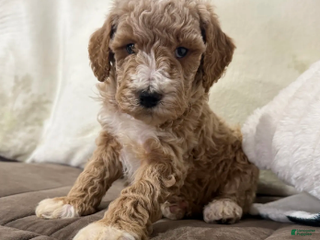 Miniature Poodle dogs Tucker - Ad 41