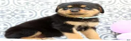 Rottweiler dogs for sale: Micky - Ad 2