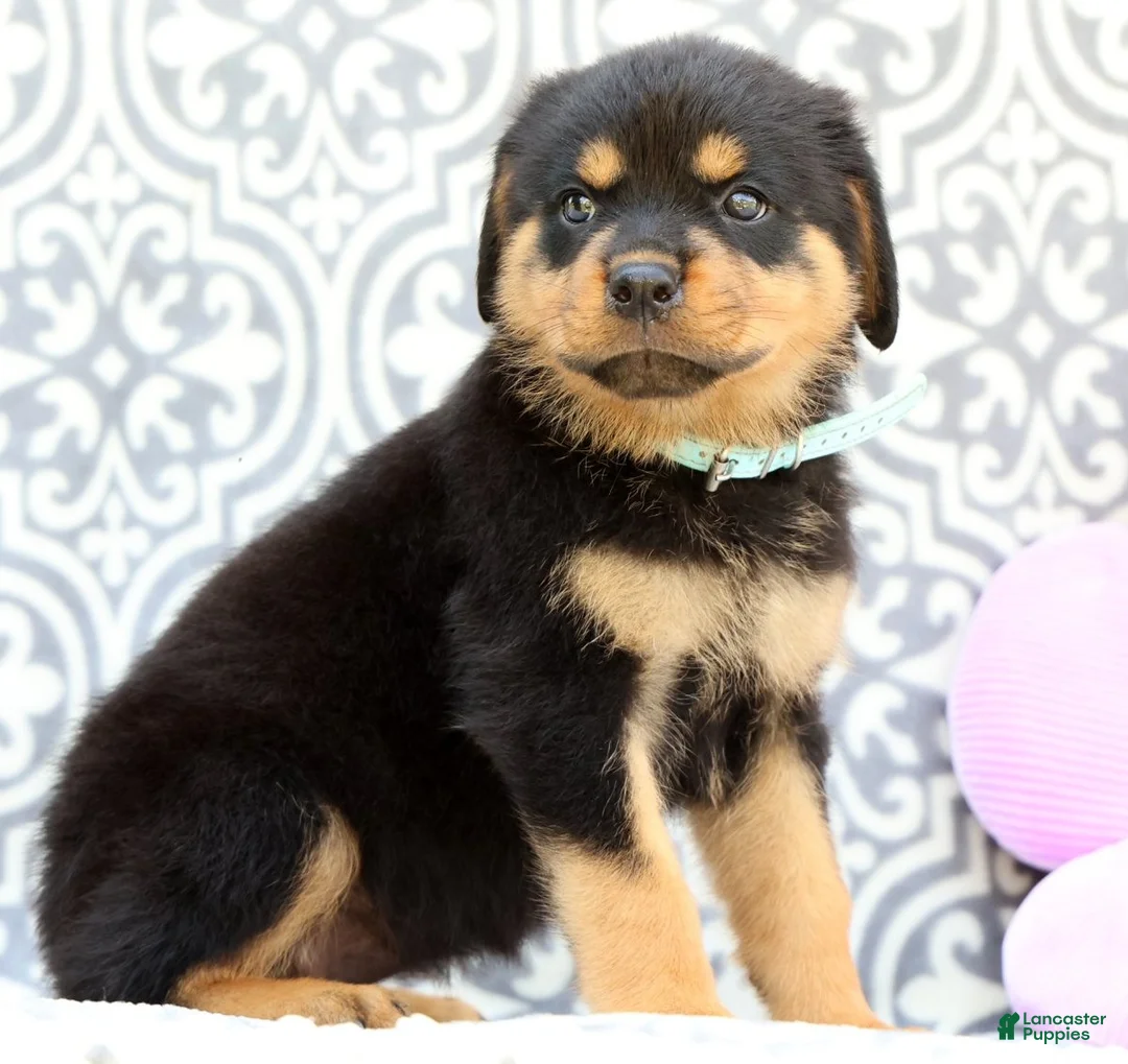 Rottweiler dogs for sale: Micky - Ad 2