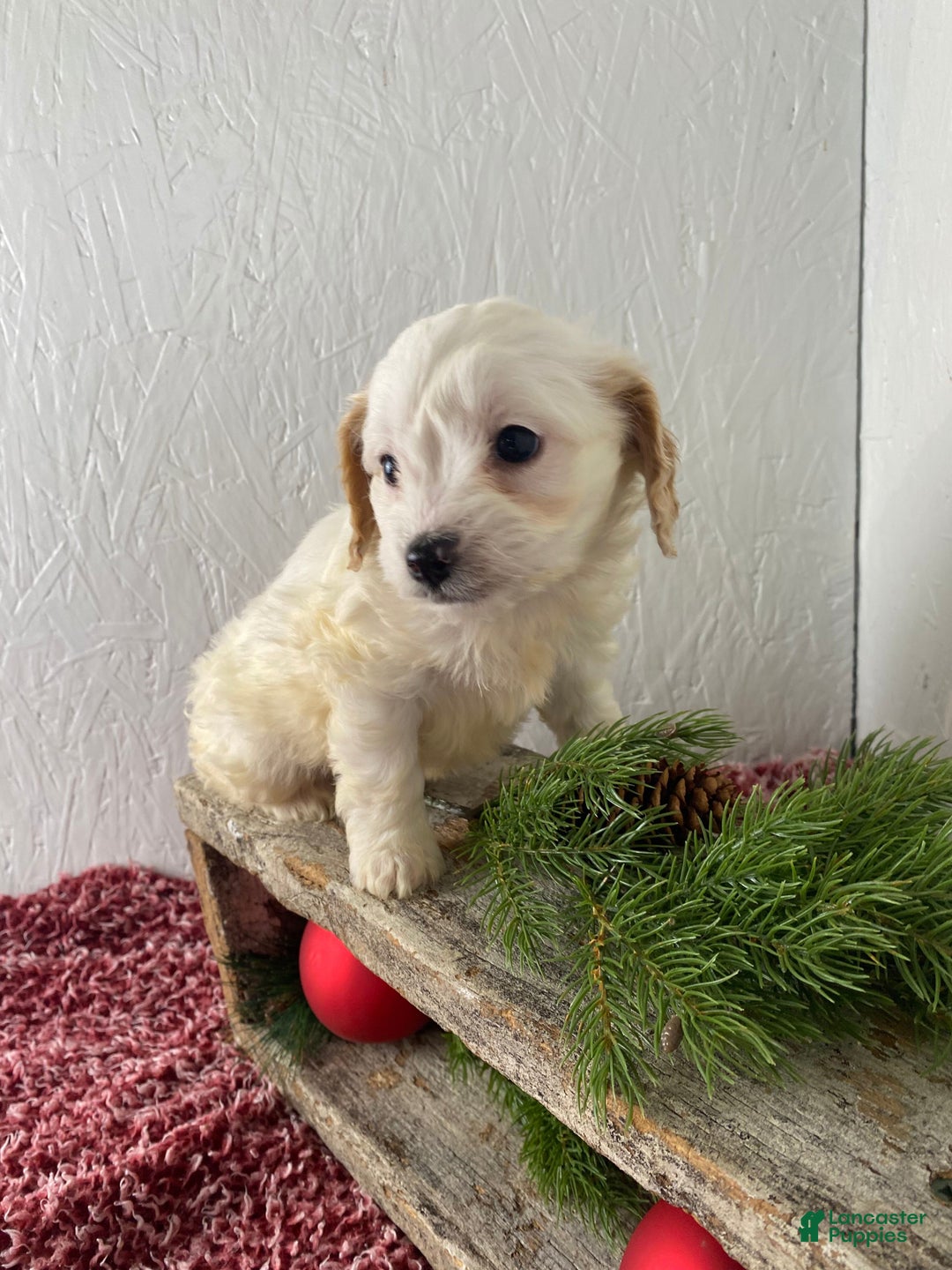 Cockapoo dogs for sale: Chloe - Ad 5