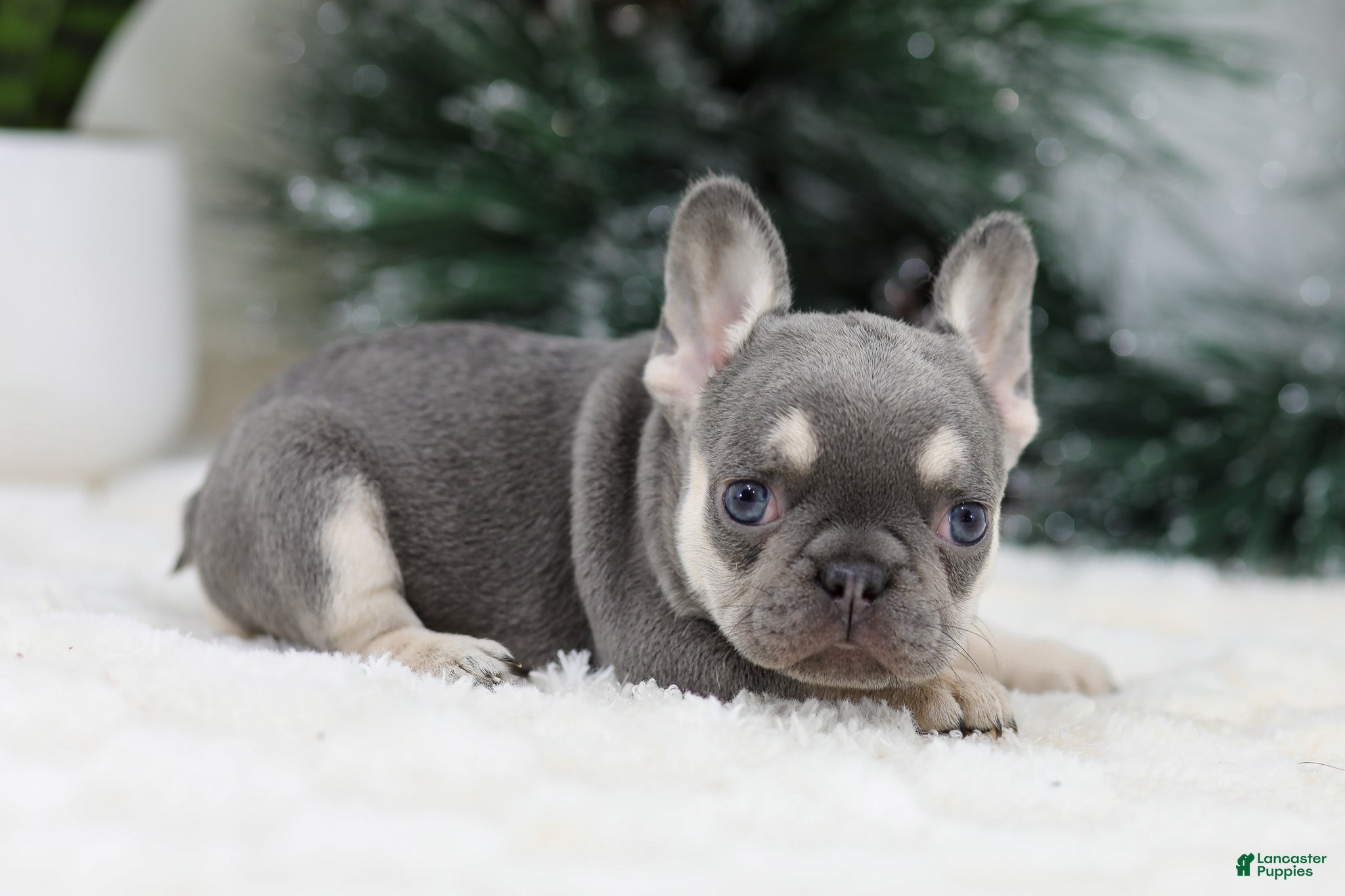 French Bulldog dogs Harper - Ad 11
