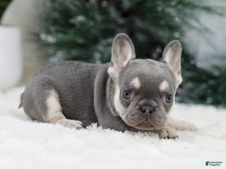 French Bulldog dogs Harper - Ad 13