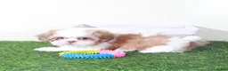 Shih Tzu dogs for sale: Millie-Sweet Female Shih-tzu Puppy - Ad 3