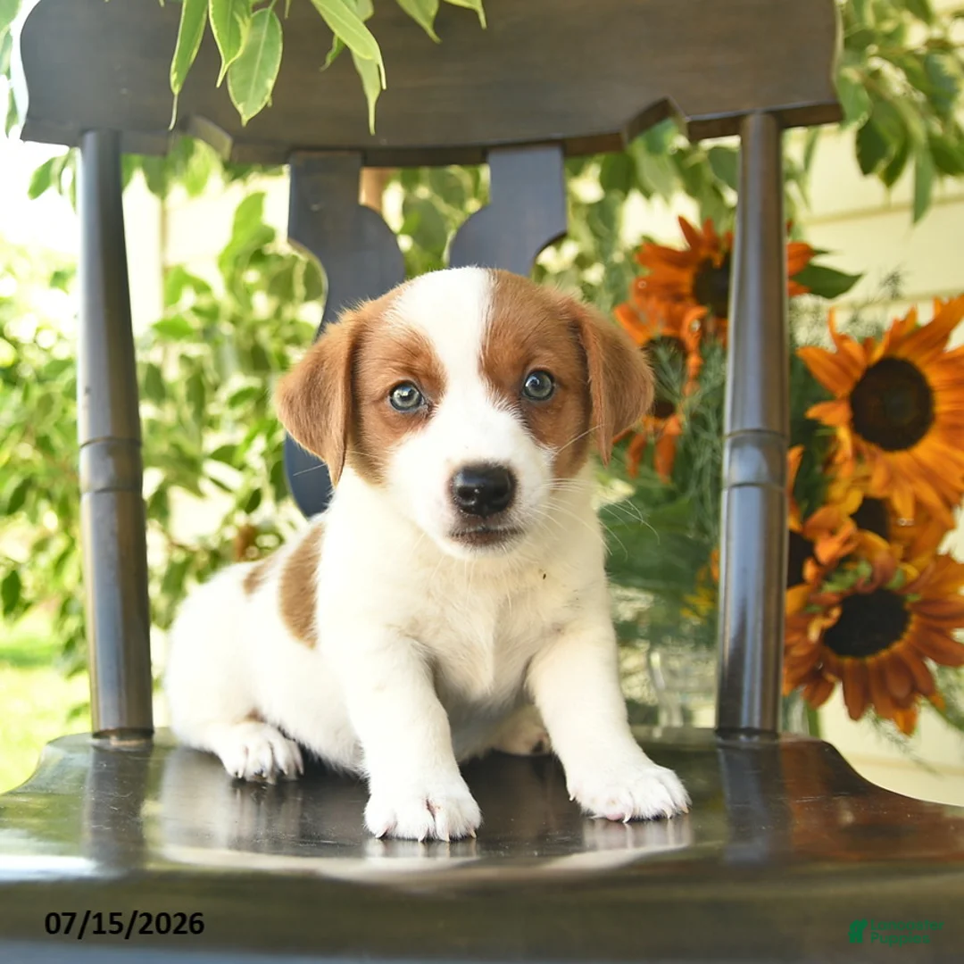 Jack Russell Terrier dogs for sale: Prince   - Ad 1