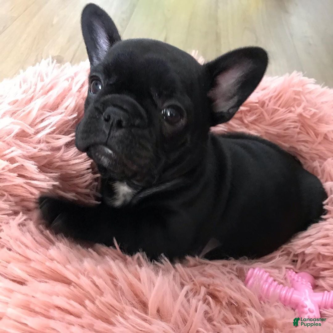 French Bulldog dogs French Bulldog Puppy 3 - Ad 28