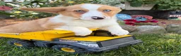 Welsh Corgi Pembroke dogs for sale: Gilbert blue eyes - Ad 4