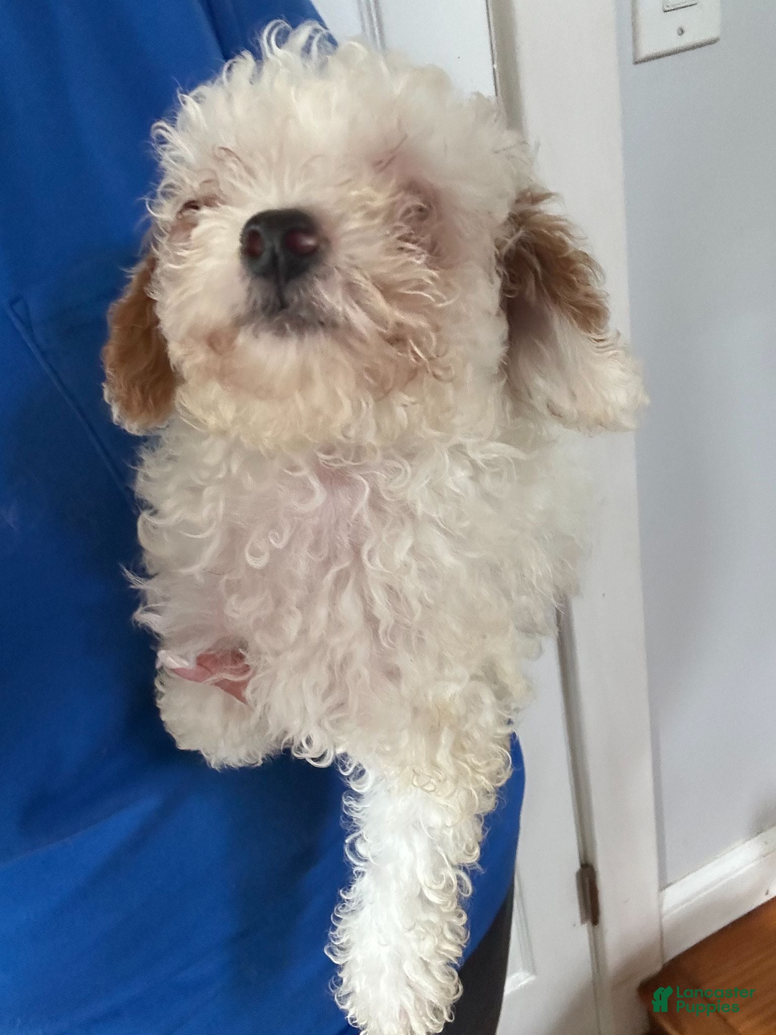 Miniature Poodle dogs Miniature Poodle 1  - Ad 6