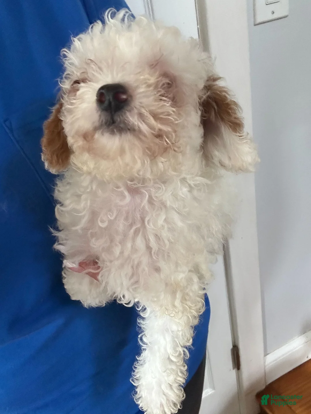 Miniature Poodle dogs for sale: Miniature Poodle 1  - Ad 1