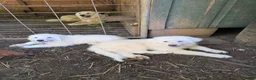Great Pyrenees dogs for sale: Great Pyrenees 4 - Ad 4