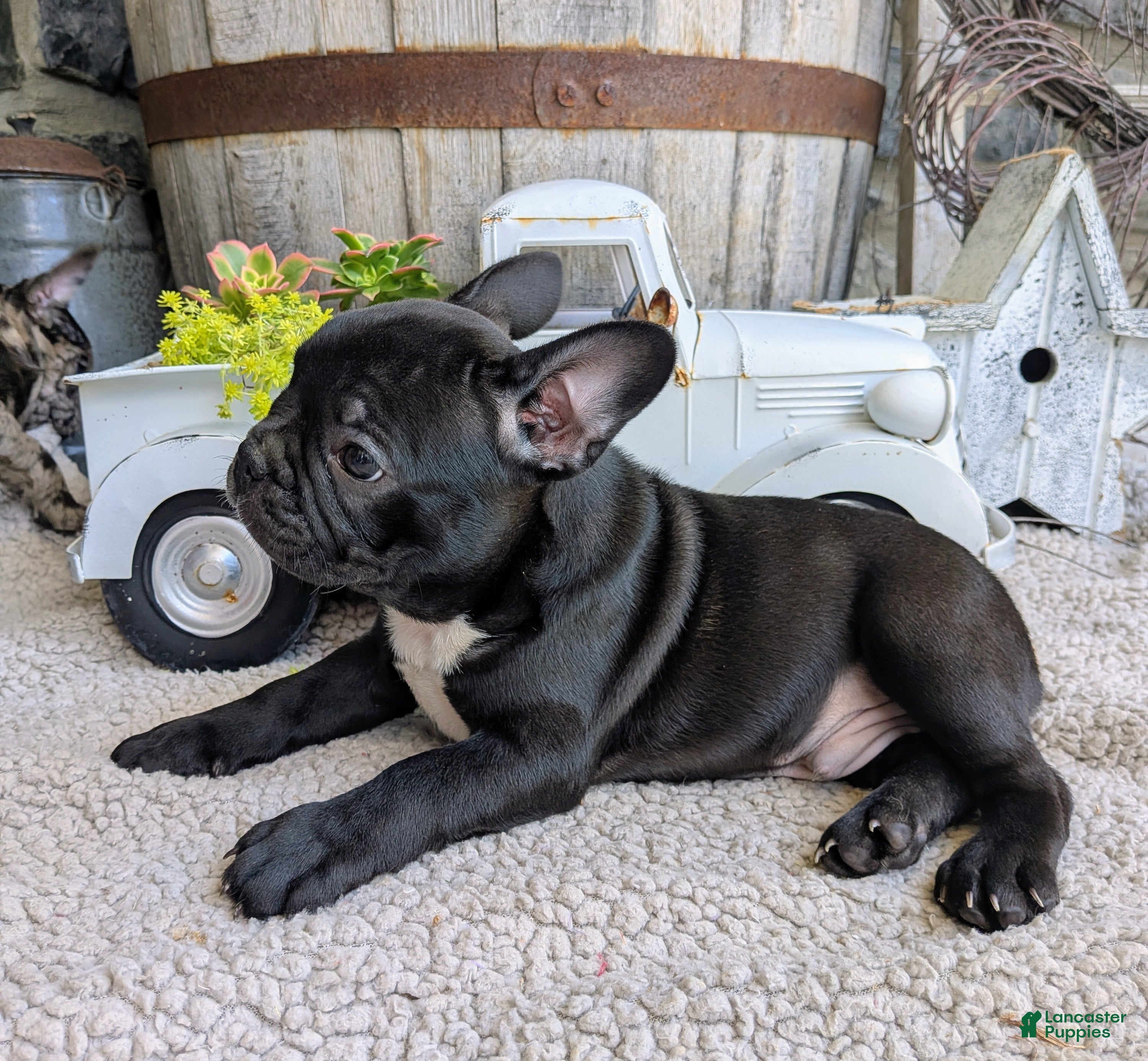 Frenchton dogs Frenchton Puppy 2 - Ad 2