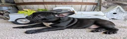 Frenchton dogs for sale: Frenchton Puppy 2 - Ad 2