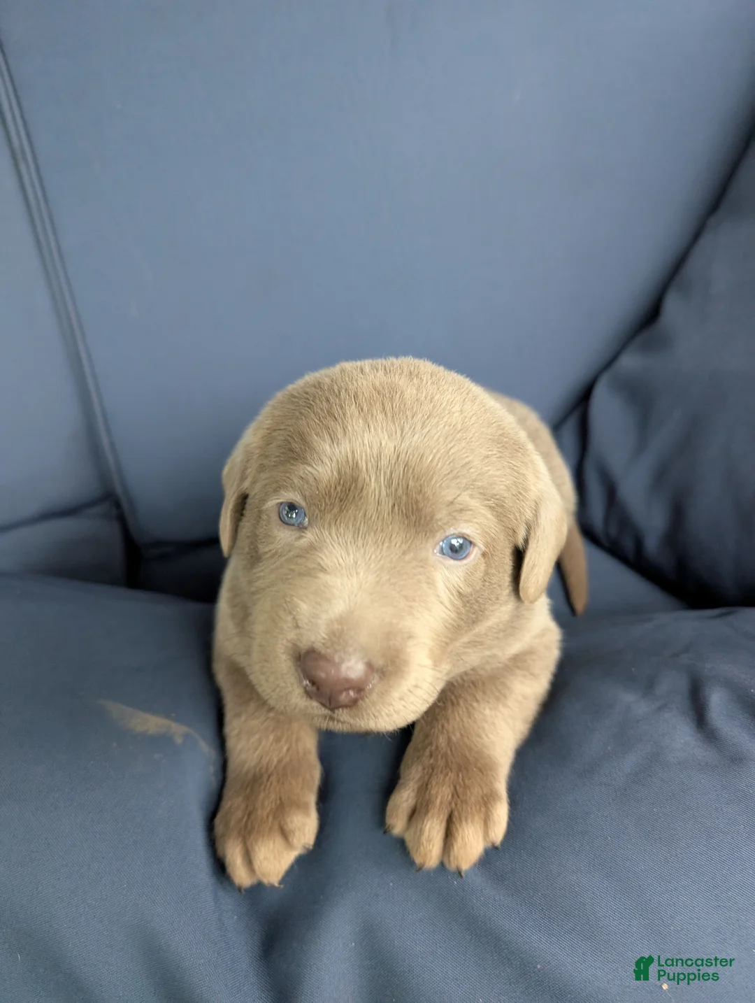 Labrador Retriever dogs for sale: Rascal - Ad 2