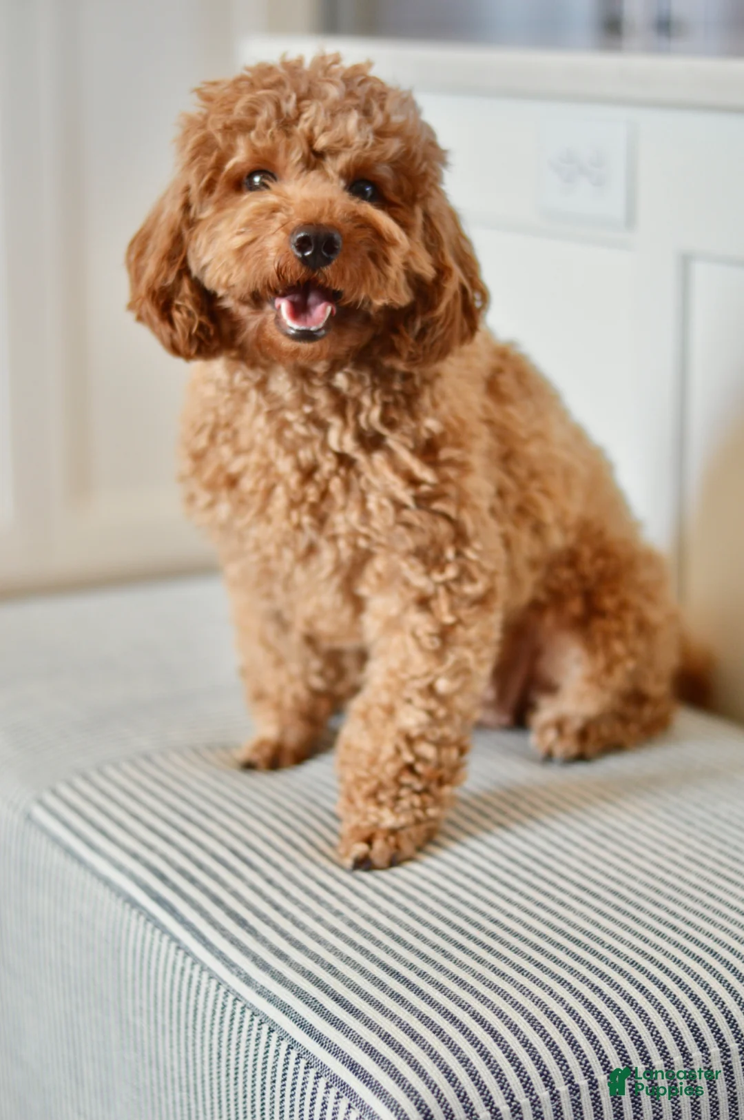 Miniature Poodle dogs for sale: Poppy - Ad 8