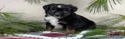 Toy Australian Shepherd dogs for sale: Banjo - Ad 19