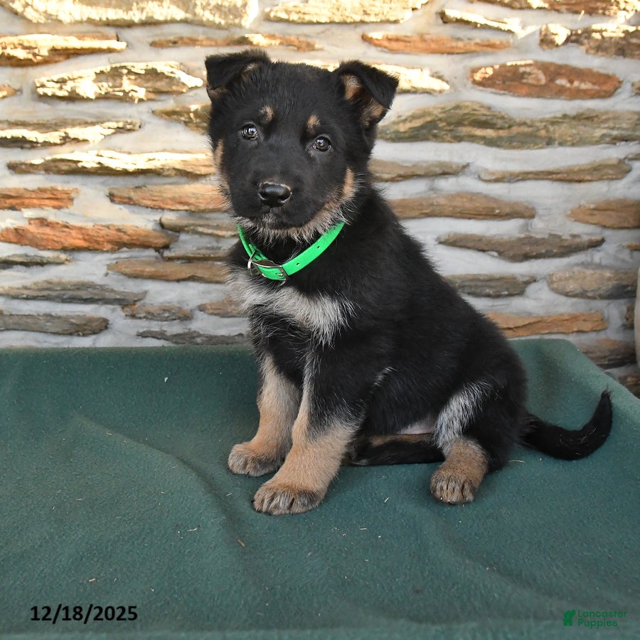 German Shepherd dogs Marcia - Ad 21