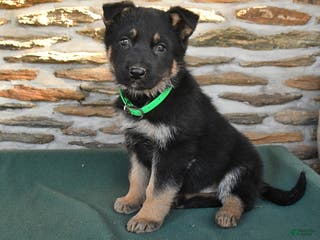 German Shepherd dogs Marcia - Ad 36