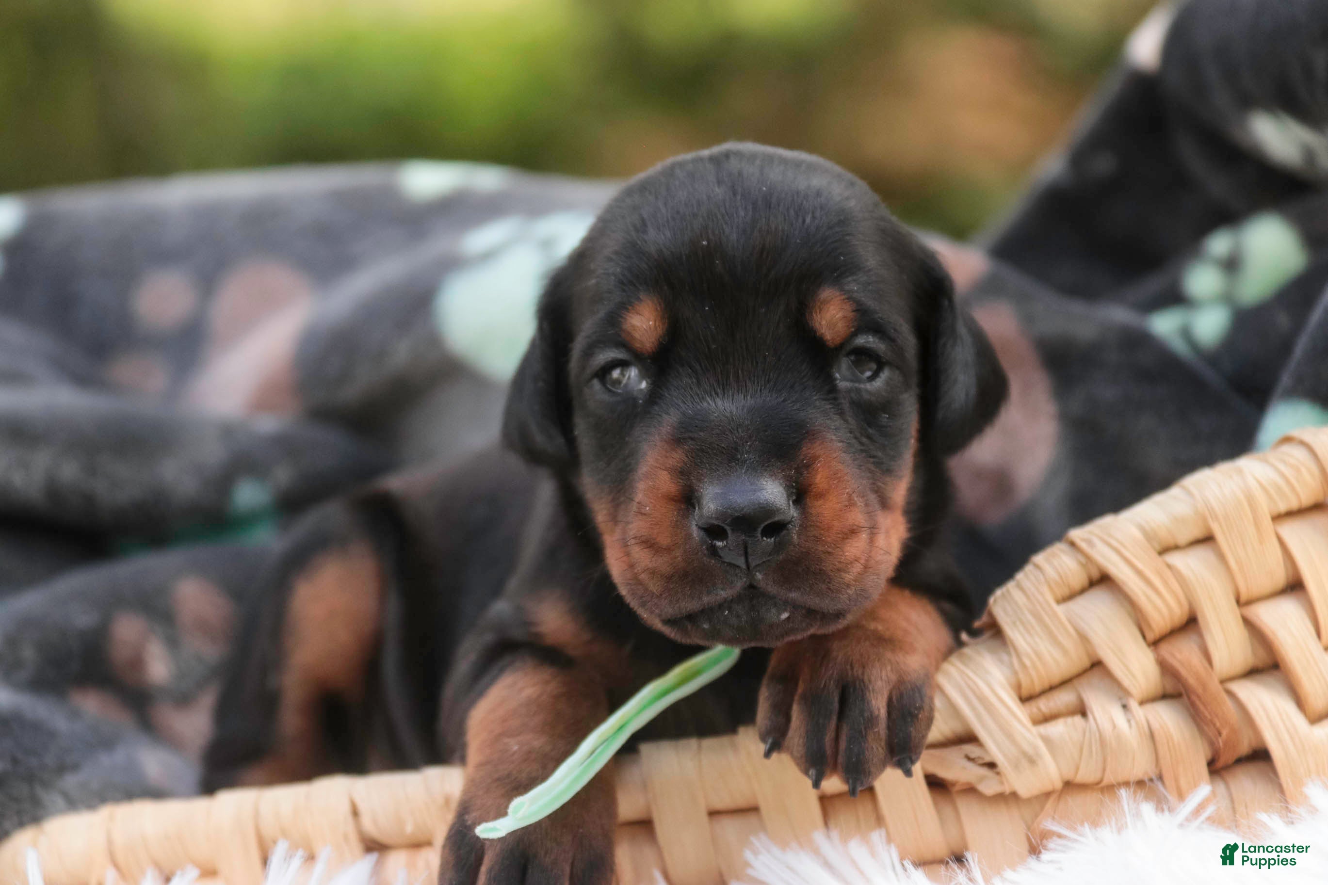 Doberman Pinscher dogs Reverie - Ad 1