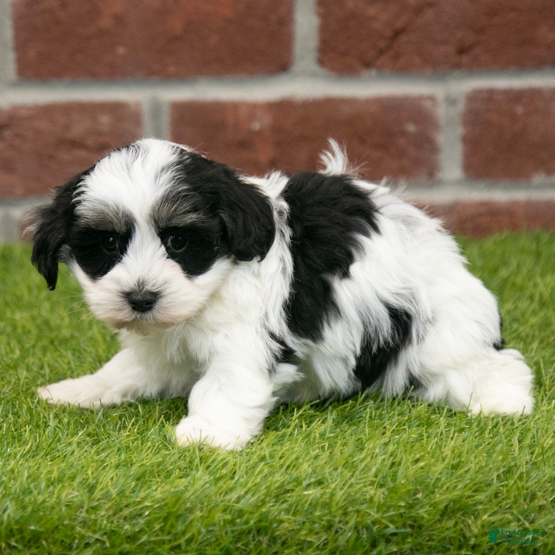 Havapoo dogs for sale: Leo - Ad 9