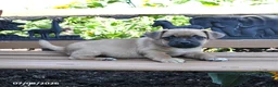 Jug dogs for sale: Cooper - Ad 5