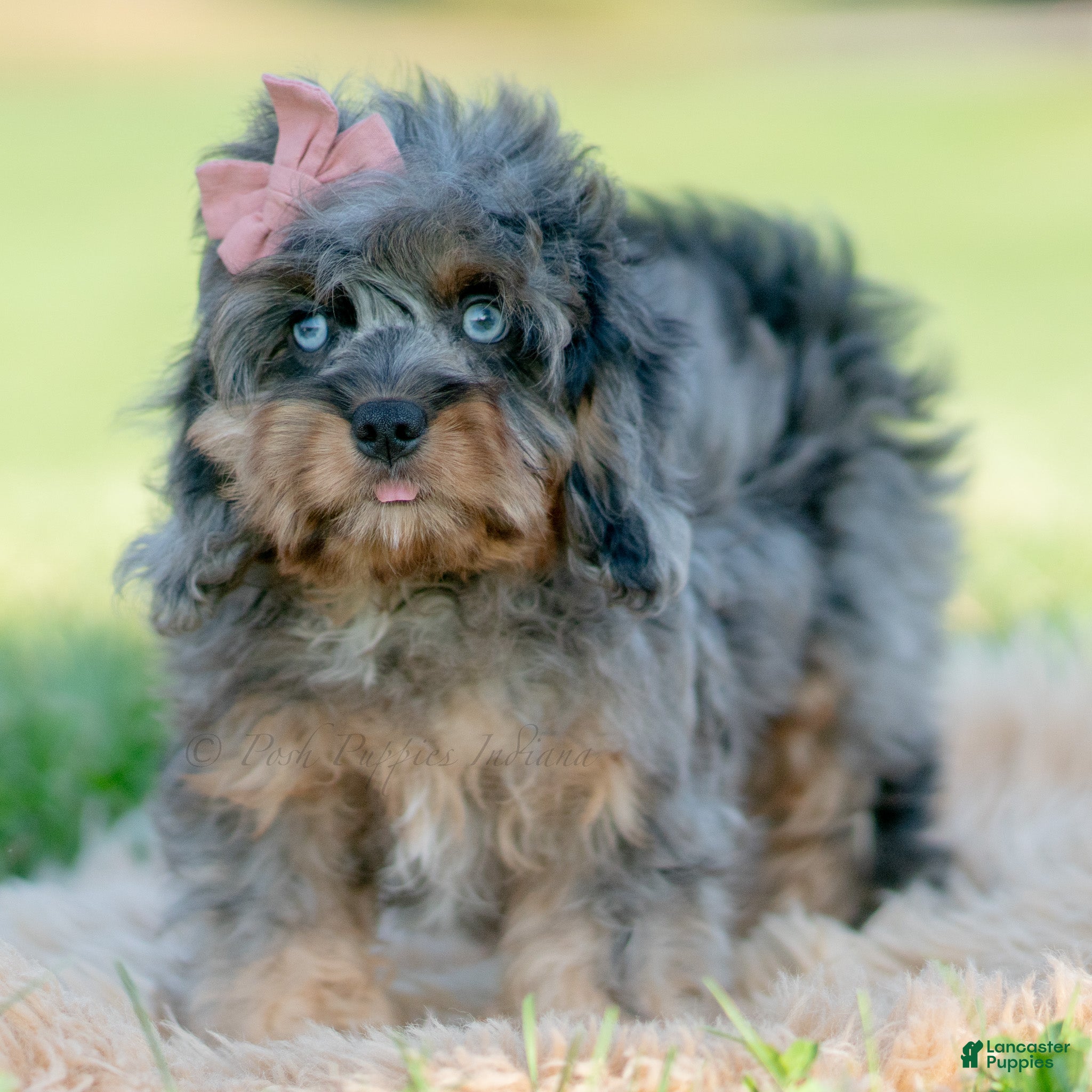 Cavapoo dogs for sale: Toodles - Ad 19