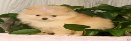 Pomeranian dogs for sale: Cream Puff - Ad 2