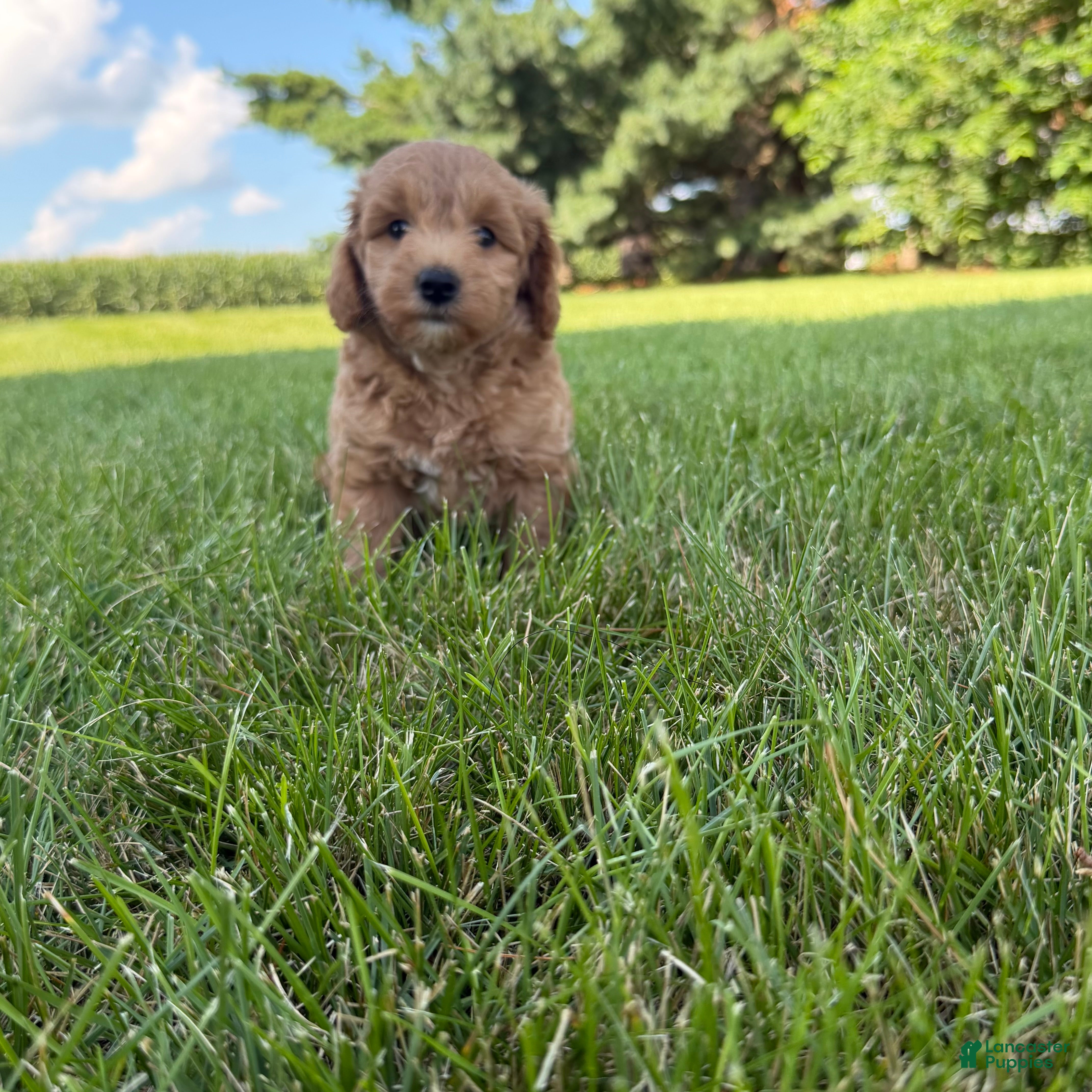 Mini Goldendoodle dogs Lexi Mini Goldendoodle  - Ad 1
