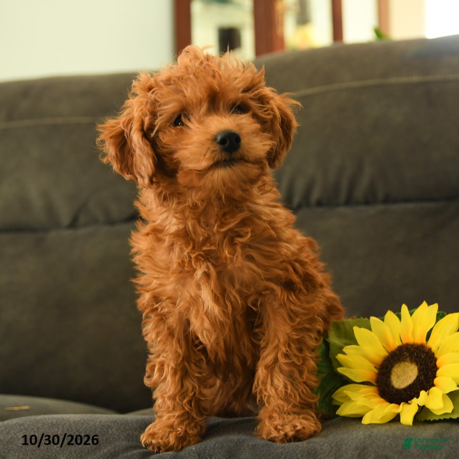 Miniature Labradoodle dogs for sale: Patty - Ad 1