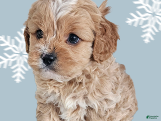 Cavapoo dogs Cavapoo Puppy 5 - Ad 40