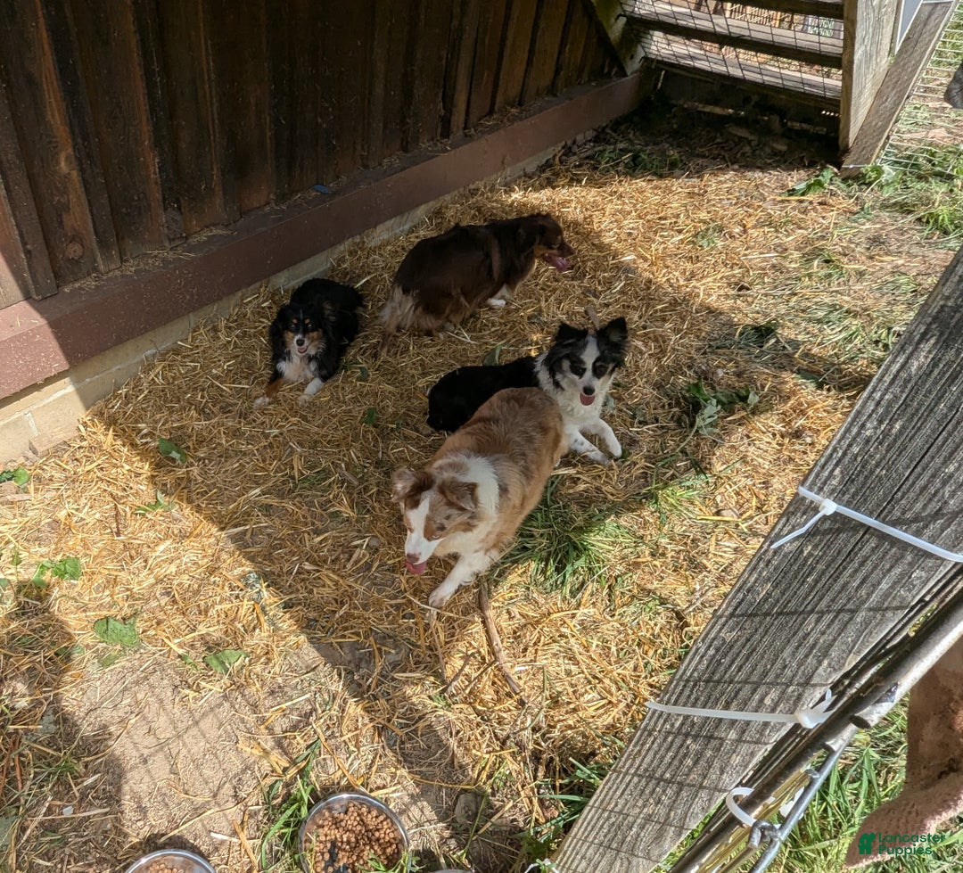 Toy Australian Shepherd dogs for sale: Toy Australian Shepherd FLOWER - Ad 4