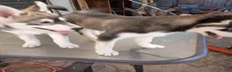 Siberian Husky dogs for sale: Paw paw - Ad 7