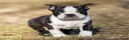 Boston Terrier dogs for sale: Mackey Boston Terrier Puppy  - Ad 3