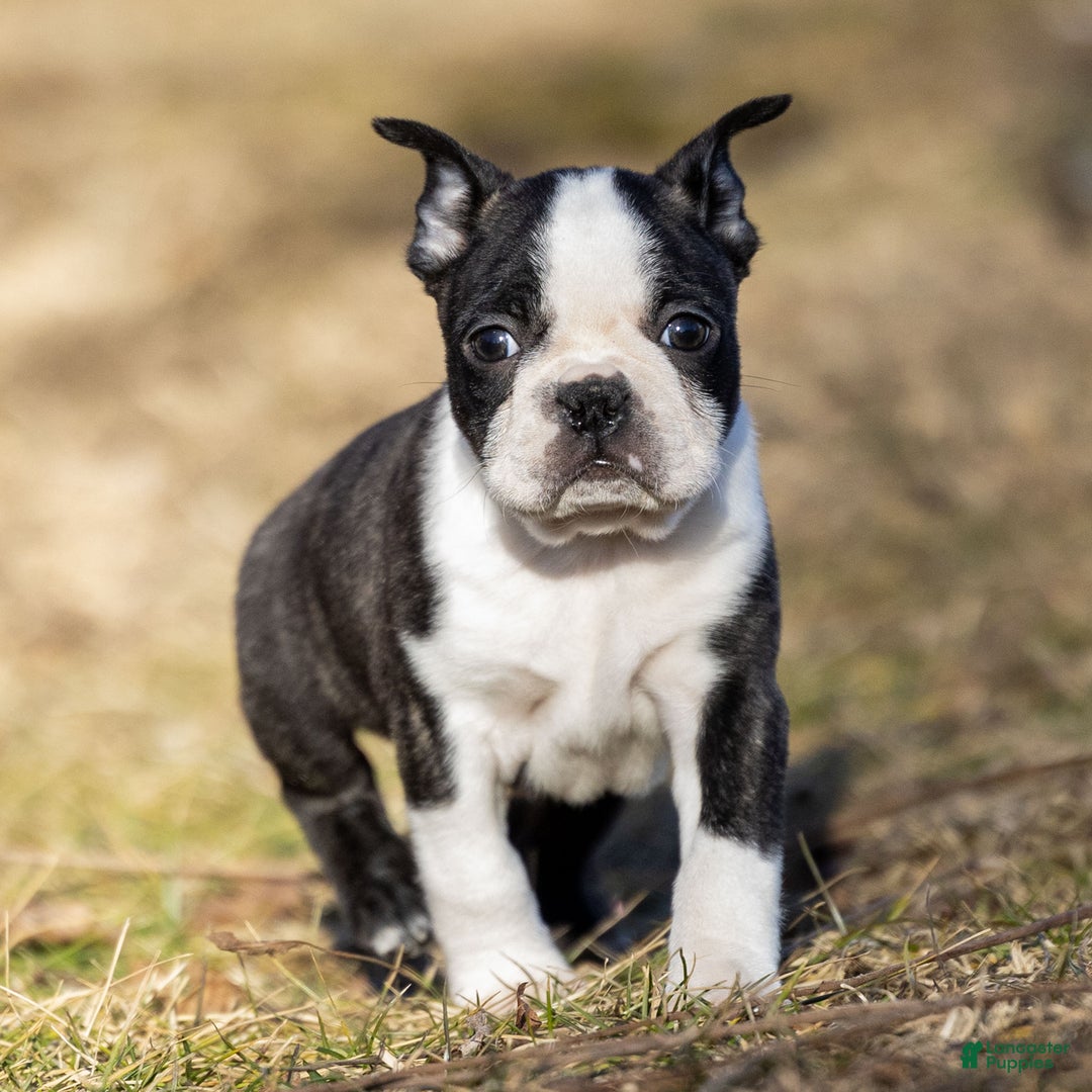 Boston Terrier dogs for sale: Mackey Boston Terrier Puppy  - Ad 3
